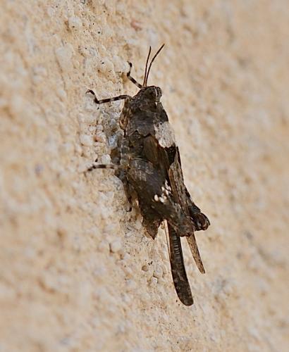 Paratettix meridionalis